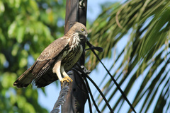 Nisaetus cirrhatus ceylanensis