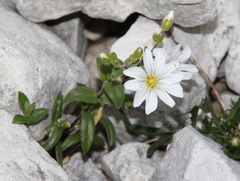 Cerastium carinthiacum