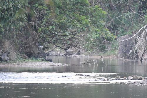 Blyth's Kingfisher (Alcedo hercules), photo 3