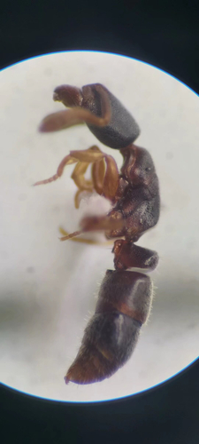 广西猛蚁Ponera guangxiensis