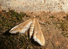 Lepidoptera