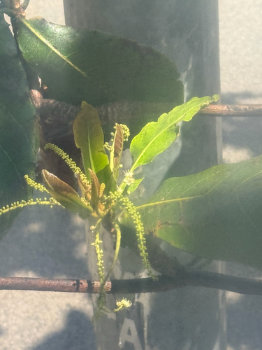 Terminalia catappa
