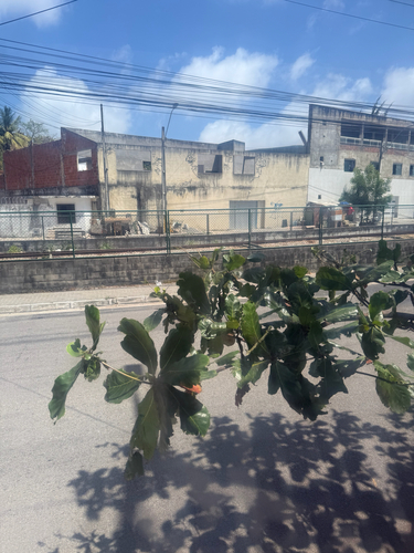 Terminalia catappa