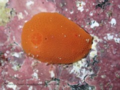Aldisa sanguinea