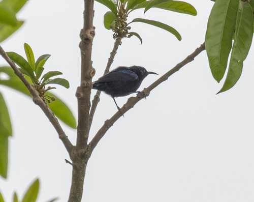 Pemba Sunbird (Cinnyris pembae), photo 5