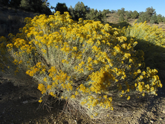 Ericameria nauseosa hololeuca