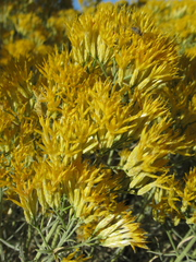 Ericameria nauseosa hololeuca