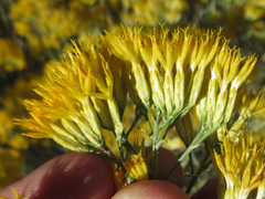Ericameria nauseosa hololeuca