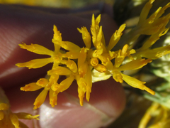 Ericameria nauseosa hololeuca