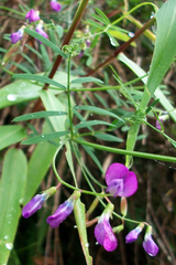Vicia andicola
