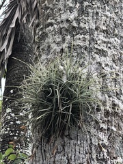 Tillandsia recurvata image