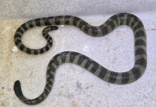 Rough-scaled Sea Snake