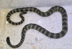 Rough-Scaled Sea Snake photo 4