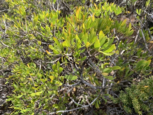 Scaevola gaudichaudii observed 2025-10-18