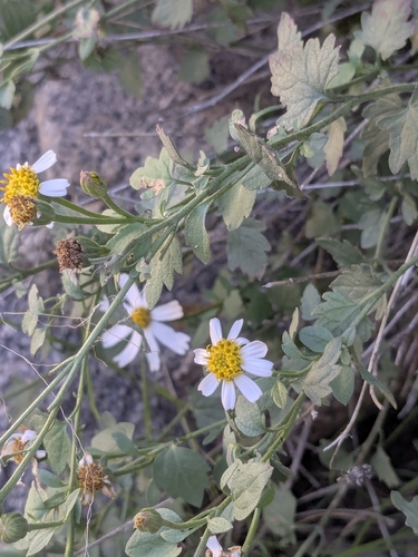 Fringed Rockdaisy (Galinsogeopsis ciliata)