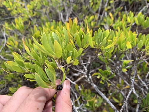 Scaevola gaudichaudii, photograph 4