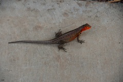 Galapagos Lava Lizard photo 4