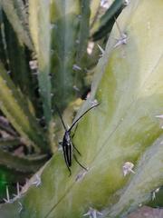 Sphaenothecus trilineatus