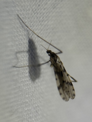Unknown species found near Cherry Run Rd, Greenville, NC, US