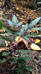 Pteris grevilleana