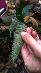 Pteris grevilleana