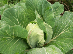 Brassica oleracea capitata