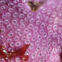 Stylantheca papillosa