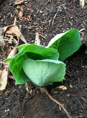 Brassica oleracea capitata