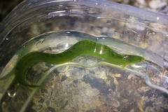 Apodichthys flavidus