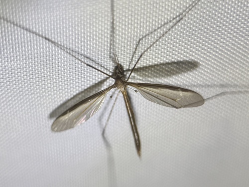 Unknown species found near Cherry Run Rd, Greenville, NC, US