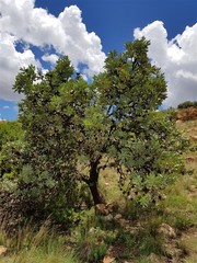 Protea caffra caffra