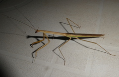 Tenodera superstitiosa