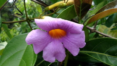 Amphilophium scabriusculum