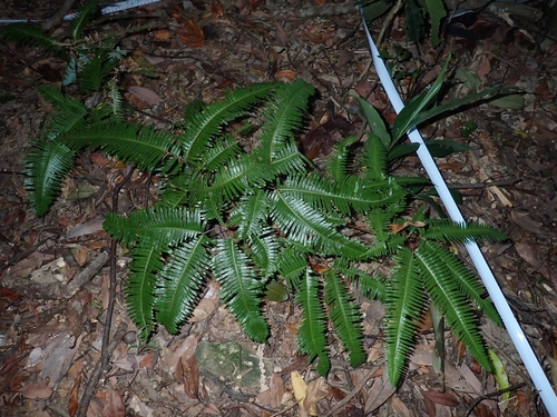 Dicranopteris subpectinata observed 2025-10-18
