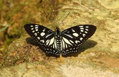 Euripus nyctelius