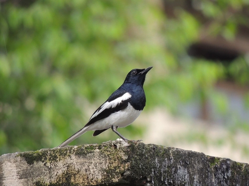 Oriental Magpie-Robin