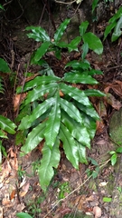 Tectaria harlandii