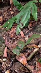 Tectaria harlandii