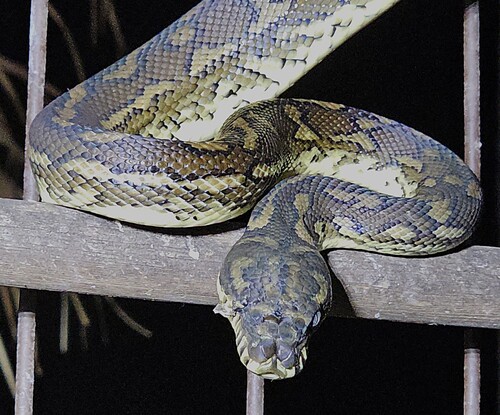 Coastal Carpet Python sighting