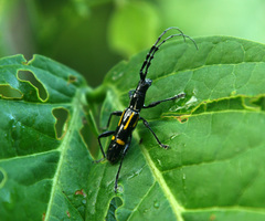 Platyarthron semivittatum