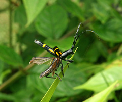 Platyarthron semivittatum