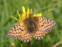 Boloria napaea