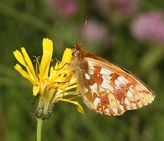 Boloria napaea