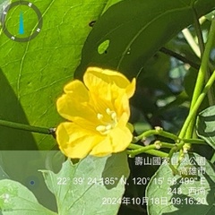 Merremia gemella, photograph (c) 謝麗霦, some rights reserved (CC BY)