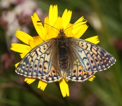 Boloria napaea