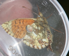 Boloria napaea