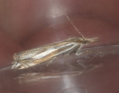 Crambus pratella