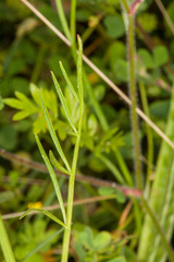 Oenanthe silaifolia