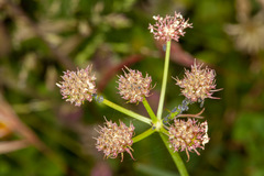 Oenanthe silaifolia