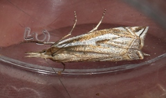 Crambus pratella